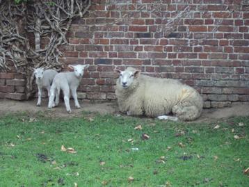Schaap met ooilammeren beschikbaar voor biedingen