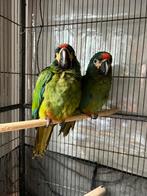 Femelle ara Maracana 6 mois, Animaux & Accessoires, Femelle