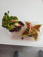 siernetel coleus, Ophalen