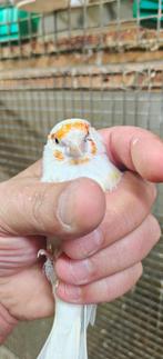 Bont Agaat witkop 2024, Mannelijk, Wildzangvogel, Geringd