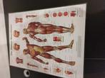 The human Musculature, Ophalen of Verzenden