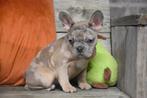 Prachtig Merle Franse Bulldog pup, Dieren en Toebehoren, Honden | Bulldogs, Pinschers en Molossers, België, CDV (hondenziekte)