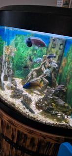 Malawi cichliden, Dieren en Toebehoren, Vissen | Aquariumvissen