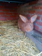 Vleeskonijn, Dieren en Toebehoren, Konijnen