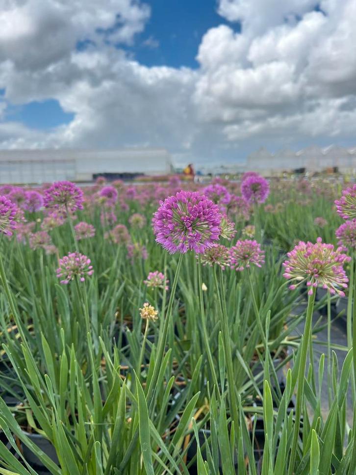 Allium ‘Millenium’, Tuin en Terras, Planten | Tuinplanten, Vaste plant, Volle zon, Zomer, Ophalen