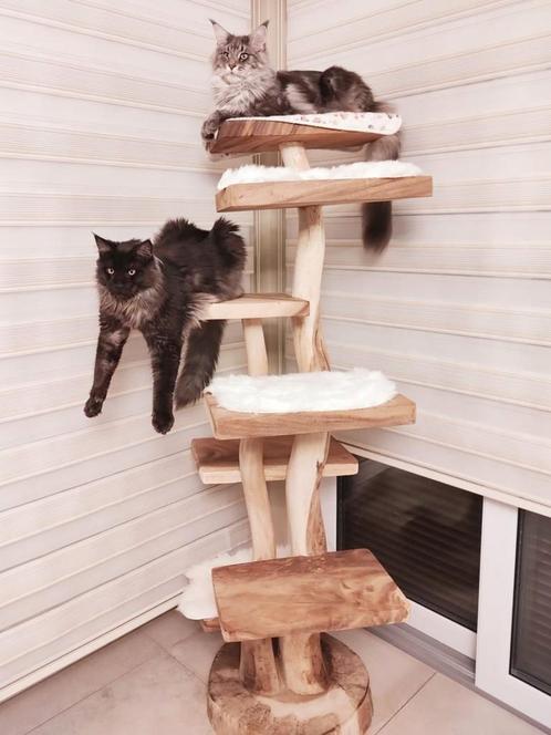 Arbre à chat en bois, Animaux & Accessoires, Meubles griffoirs pour chats, Neuf, Enlèvement ou Envoi