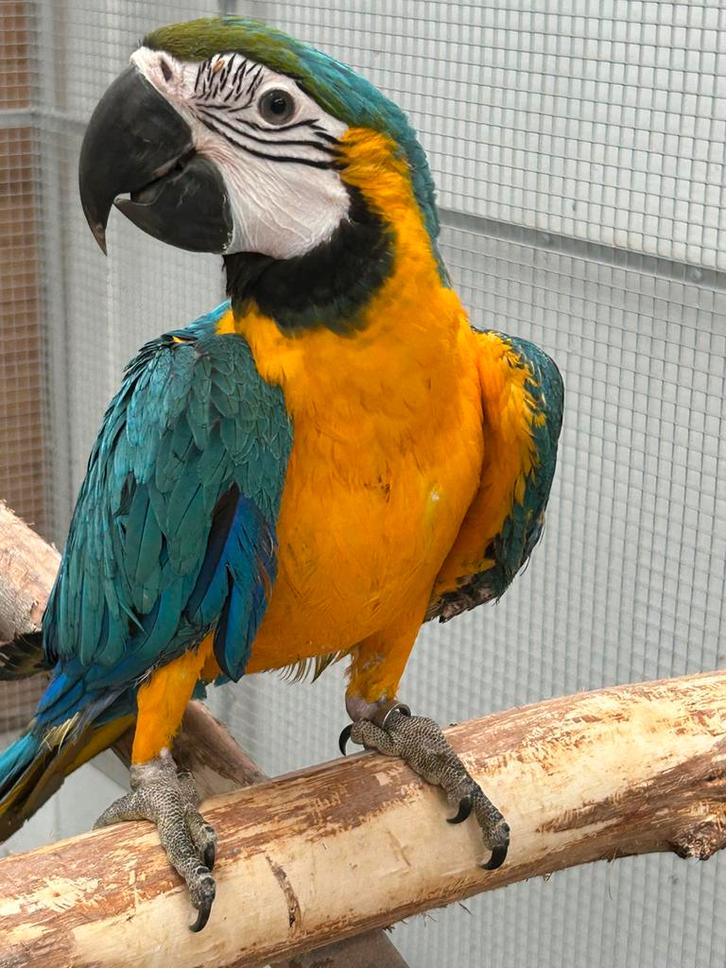 Jonge blauw gele ara popje, Dieren en Toebehoren, Vogels | Parkieten en Papegaaien, Papegaai, Vrouwelijk, Tam, Geringd
