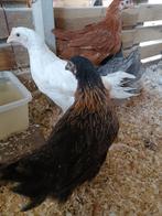 jeunes poules sur commande avant le 29 juillet à partir de 6, Animaux & Accessoires, Volatiles, Femelle, Poule ou poulet