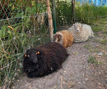 Kudde ouessant schapen beschikbaar voor biedingen
