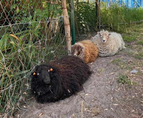 Kudde ouessant schapen, Dieren en Toebehoren, Schapen, Geiten en Varkens