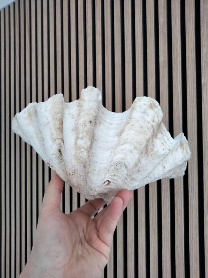Vintage doopvont schelp, Verzamelen, Mineralen en Fossielen, Schelp(en), Ophalen of Verzenden