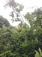 Gezonde eik., Tuin en Terras, Planten | Bomen, Halfschaduw, Overige soorten, 250 tot 400 cm, Bloeit niet