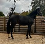 2 jarige mooie grote correcte hengst secret x just wimphof, Dieren en Toebehoren, Hengst