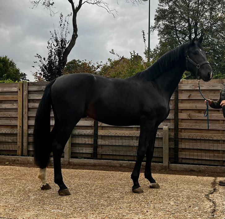 2 jarige mooie grote correcte hengst secret x just wimphof, Dieren en Toebehoren, Paarden, Hengst