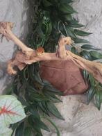 Wild Type Corn Snake vrouwtje (2 jaar, legt eieren), Slang, Tam, 0 tot 2 jaar