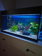 60 liter aquarium, Dieren en Toebehoren, Vissen | Aquaria en Toebehoren, Ophalen, Gebruikt