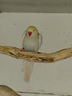 Halsbandparkiet, Dieren en Toebehoren