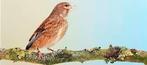 Kneuters, Animaux & Accessoires, Oiseaux | Canaris