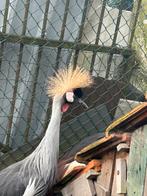 Overjaarse kroon kraanvogel hen, Animaux & Accessoires, Oiseaux | Oiseaux Autre, Oiseau tropical, Bagué, Femelle