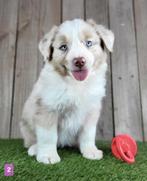 Australische herder pups / Aussi / Australian Shepherd puppy, België, CDV (hondenziekte), 8 tot 15 weken, Meerdere
