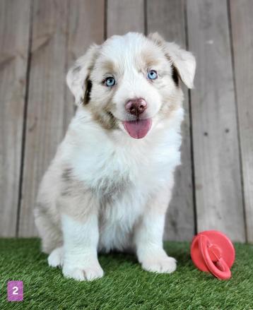 Chiot berger australien/Chiot berger australien/Chiot berger, Plusieurs, Parvovirose, Belgique, Berger