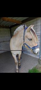 Fjord, Dieren en Toebehoren, Merrie, Gechipt, 3 tot 6 jaar