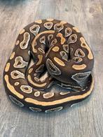 Konings python, Dieren en Toebehoren, Slang, Tam, 7 tot 10 jaar