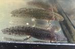 Axolotls kleintjes