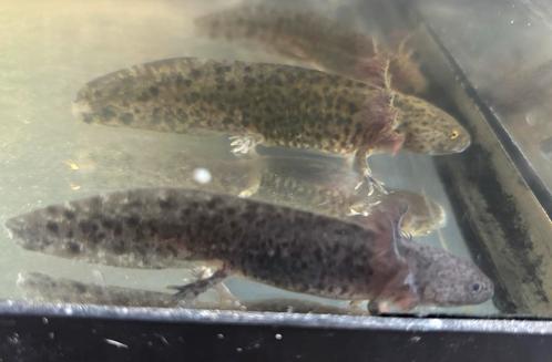 Axolotls kleintjes, Dieren en Toebehoren, Vissen | Vijvervissen