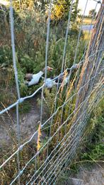 Vlaamse ganzen koppel, Dieren en Toebehoren, Pluimvee, Meerdere dieren, Gans of Zwaan