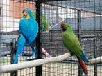 Kweekrijp koppel blauwgele ara x soldaten ara, Dieren en Toebehoren, Vogels | Parkieten en Papegaaien, Meerdere dieren, Papegaai