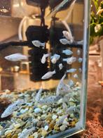 Jonge sterke dalmatier molly's, Dieren en Toebehoren