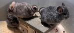 Angora chinchillas RPA chinchilla, Meerdere dieren, Chinchilla