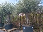 Olijfboom Olea Europaea, Tuin en Terras, Ophalen, Olijfboom