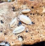 Porcellionides Pruinosus "White out", Dieren en Toebehoren, Insecten en Spinnen
