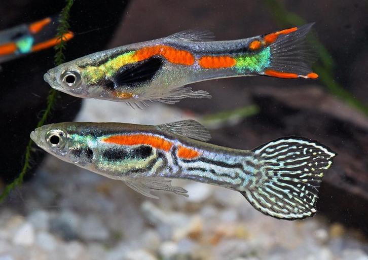 Endler guppies - Poecilia wingei - Endler's livebearer, Animaux & Accessoires, Poissons | Poissons d'aquarium, Poisson d'eau douce