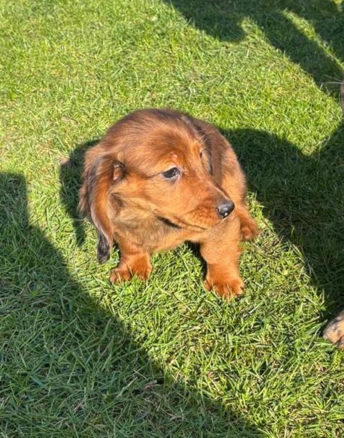 Teckel dwergteckel langhaar pups reutje, Dieren en Toebehoren, Honden | Teckels en Dashonden, Meerdere dieren, Langhaar, Dwerg