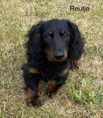 Langharig dwergteckel reuke, Dieren en Toebehoren, Honden | Teckels en Dashonden, België, 15 weken tot 1 jaar, Reu, CDV (hondenziekte)
