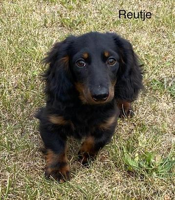 Langharig dwergteckel reuke beschikbaar voor biedingen