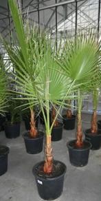Palm (Phoenix Canariensis), Plein soleil, Enlèvement, Autres espèces, Plante fixe