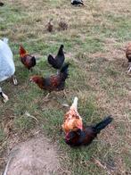 Legkippen, Dieren en Toebehoren, Pluimvee