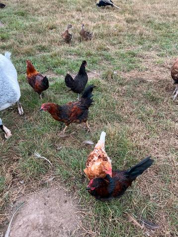 Legkippen beschikbaar voor biedingen