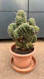 Cactus Trichocereus pachanoi christaatvorm, Maison & Meubles, Plantes d'intérieur, Cactus, En pot, Plante verte, Plein soleil