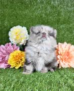 Dwergkees / kleinkees pomeriaan pup, Dieren en Toebehoren, België, Keeshond, Reu, CDV (hondenziekte)