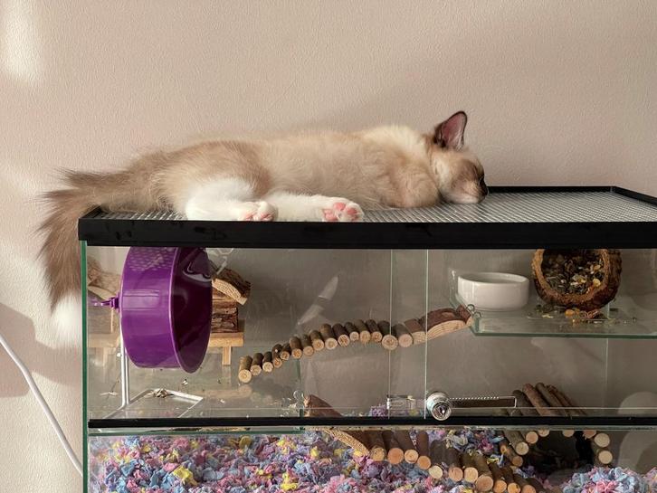 Gerbilarium met stevige deksel bestendig tegen zware katten, Dieren en Toebehoren, Knaagdieren en Konijnen | Hokken en Kooien