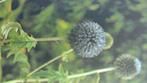 Sierdistel, Tuin en Terras, Ophalen of Verzenden