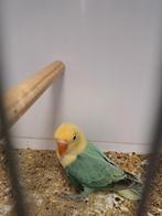 Ficheri : Turquiose opaline/ dilute, Dieren en Toebehoren, Geslacht onbekend, Dwergpapegaai of Agapornis, Geringd