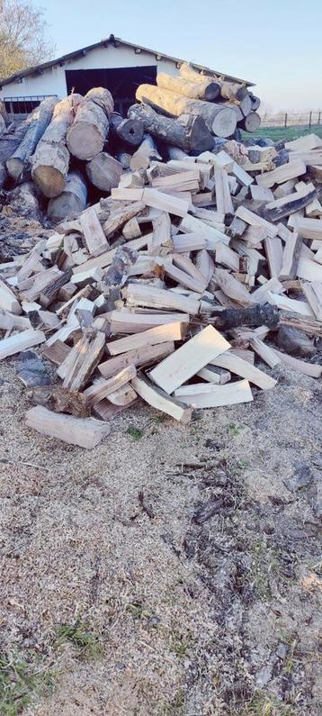Mélange de chêne et de hêtre, immédiatement inflammable, Enlèvement ou Envoi