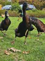 Indische loopeenden, Dieren en Toebehoren