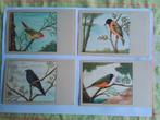 VOGELS LOT VAN 8 OUDE POSTKAARTEN, Verzamelen, Ophalen of Verzenden, 1940 tot 1960, Ongelopen, Vogel